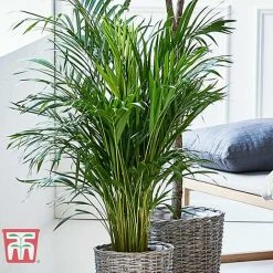 Bamboo Palm 7 Bamboo Palm -plant dyps3