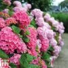 Hydrangea Macrophylla 'Early Pink'
