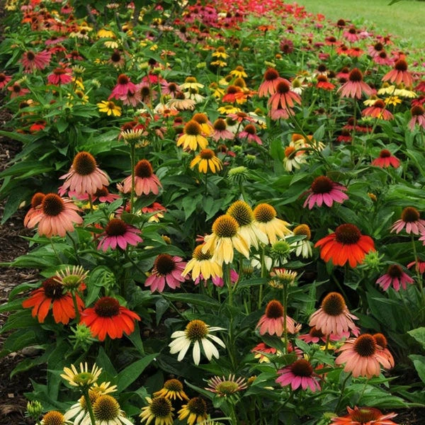 plant -plant echinacea cheyenne spirit 600