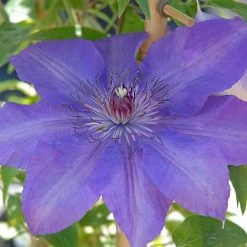 Clematis Edda™ Evipo074 -plant edda2