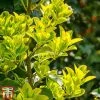 Euonymus Japonicus 'Aureomarginatus'