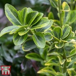 Euonymus Japonicus 'Aureomarginatus' -plant euon 3