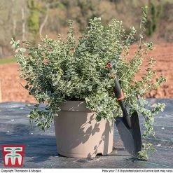 Euonymus Fortunei 'Emerald Gaiety' -plant euon gai