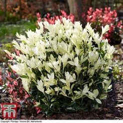 Euonymus Japonicus 'Himalaya'