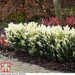 Euonymus Japonicus 'Himalaya' -plant euon hima4