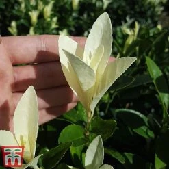 Euonymus Japonicus 'Himalaya' -plant euon hima5