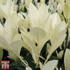 Euonymus Japonicus 'Himalaya' -plant euon hima6