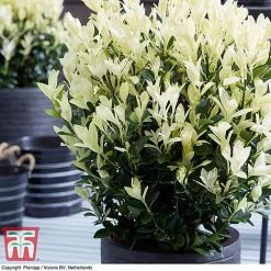 Euonymus Japonicus 'Himalaya' -plant euon hima7