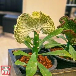Euphorbia Lactea 'Cristata' -plant euph3