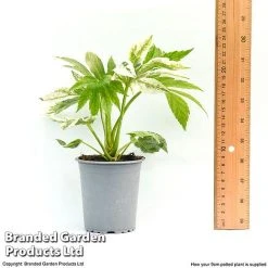 Fatsia Japonica 'Spiders Web' -plant fatsia1