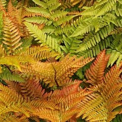 Fern Hardy Collection -plant fern NOW1