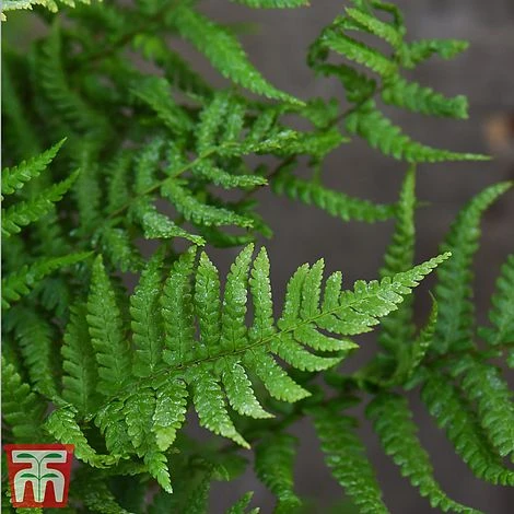 Dryopteris Affinis 1 Dryopteris Affinis