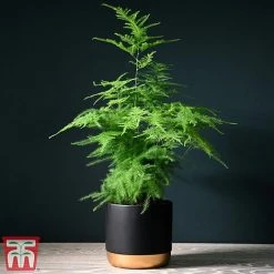 Asparagus Setaceus Plumosus