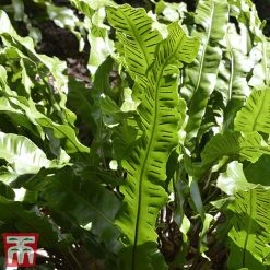 Fern Hardy Collection -plant fern31