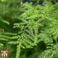 Asparagus Setaceus Plumosus 7 Asparagus Setaceus Plumosus -plant fern4