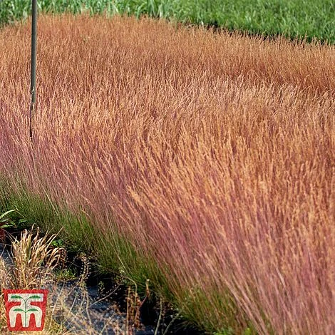 Festuca 'Sunrise' 6 Festuca 'Sunrise' - Image 6