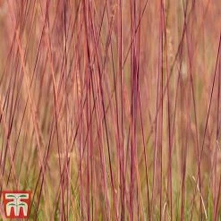 Festuca 'Sunrise' 15 Festuca 'Sunrise' -plant fest sun5