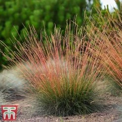Festuca 'Sunrise' 16 Festuca 'Sunrise' -plant fest sun6