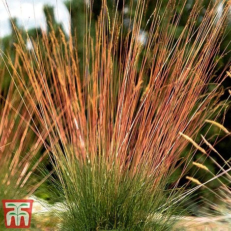 Festuca 'Sunrise' 9 Festuca 'Sunrise' - Image 9
