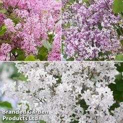 Syringa Flowerfesta® Collection 9 Syringa Flowerfesta® Collection -plant fftio1