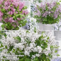 Syringa Flowerfesta® Collection 10 Syringa Flowerfesta® Collection -plant fftio2