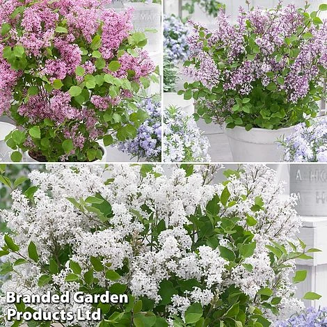 Syringa Flowerfesta® Collection 4 Syringa Flowerfesta® Collection - Image 4