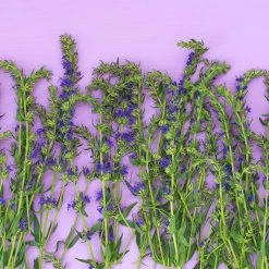 Blue Hyssop (Hyssopus) -plant fresh hyssop hyssopus officinalis 1