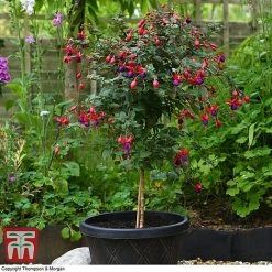 Fuchsia 'Angela' (Hardy) (Standard) -plant fuch ang a