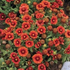 Gaillardia Collection (Blanket Flower) -plant gaillardia arizona red shades flowers 1