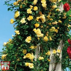 Rose 'Golden Showers' (Climbing) -plant golden
