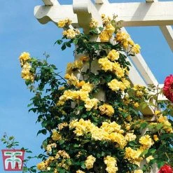 Rose 'Golden Showers' (Climbing) -plant golden2