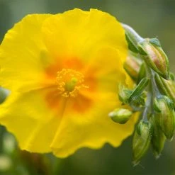 Ben Fhada Rock Rose (Helianthemum) -plant helianthemum ben fhada blooms buds