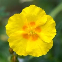 Ben Fhada Rock Rose (Helianthemum)