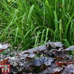 Heuchera 'Plum Pudding' -plant heuchera plum