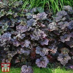 Heuchera 'Plum Pudding' -plant heuchera plum4