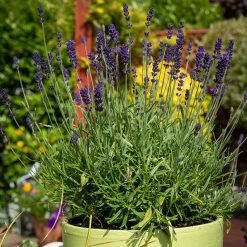 Hidcote Superior English Lavender -plant hidcote superior english lavender pot