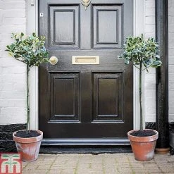 Holly 'Golden King' (Standard Tree) 9 Holly 'Golden King' (Standard Tree) -plant hols1