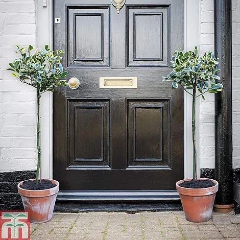 Holly 'Golden King' (Standard Tree) 5 Holly 'Golden King' (Standard Tree) - Image 5