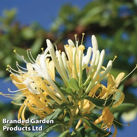 Honeybee Climber Duo 2 Honeybee Climber Duo - Image 2