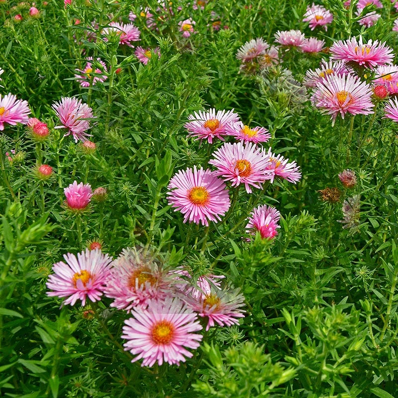 Honeysong Pink New England Aster 2 Honeysong Pink New England Aster - Image 2