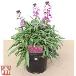 Erysimum 'Bowles Mauve' -plant how