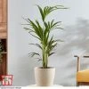 Kentia Palm