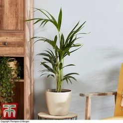 Kentia Palm -plant howe fors2