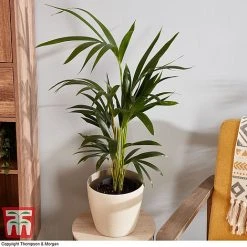 Kentia Palm -plant howe fors3