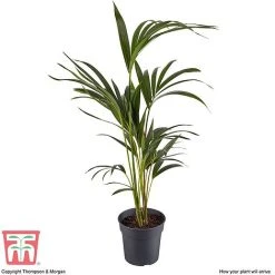 Kentia Palm -plant howe fors4
