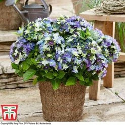 Hydrangea Macrophylla 'Lady Mata Hari Duo' (Royalty Collection) 6 Hydrangea Macrophylla 'Lady Mata Hari Duo' (Royalty Collection) -plant hyd blue T1