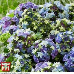 Hydrangea Macrophylla 'Lady Mata Hari Blue' (Royalty Collection) -plant hyd blue T3