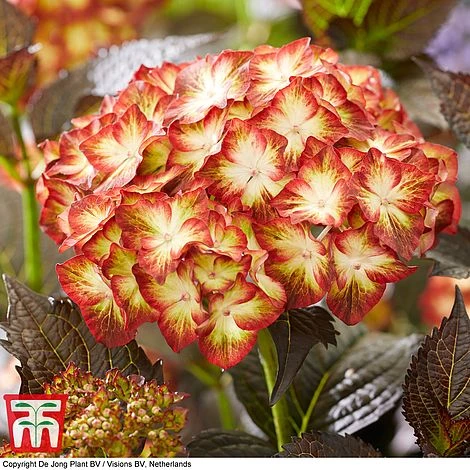 Hydrangea Macrophylla 'Light My Fire' 1 Hydrangea Macrophylla 'Light My Fire'