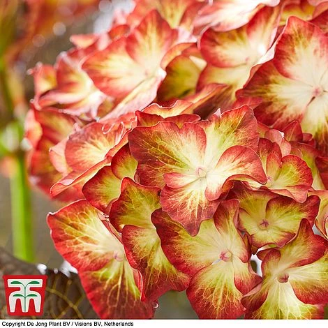 Hydrangea Macrophylla 'Light My Fire' 2 Hydrangea Macrophylla 'Light My Fire' - Image 2