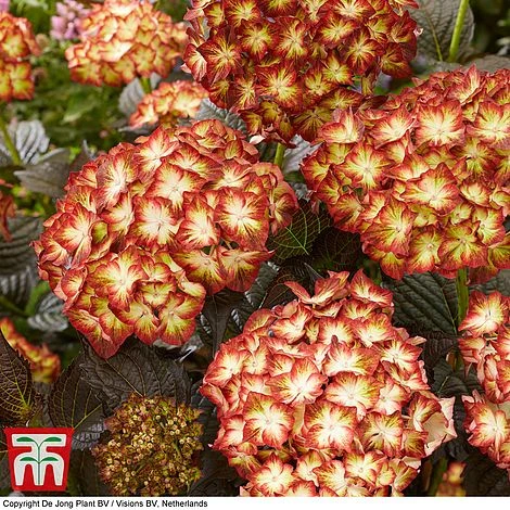 Hydrangea Macrophylla 'Light My Fire' 3 Hydrangea Macrophylla 'Light My Fire' - Image 3